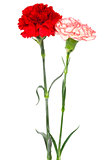 red and white carnations