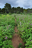 field of purple flowers