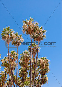 Tall dry palm trees on clear sky