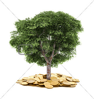tree and coins , currency, investment and business concepts