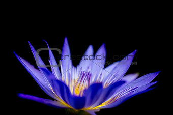 Colorful Beauty Lotus Closeup