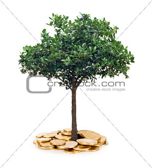 tree and coins , currency, investment and business concepts