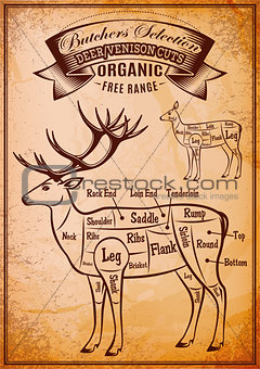 vector diagram cut carcasses deer