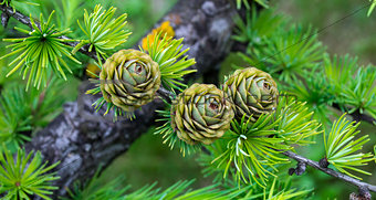 spruce branch with cones