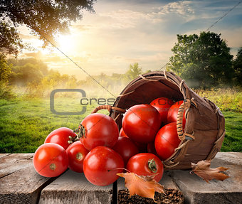 Tomatoes and landscape