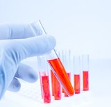 hand in medical blue glove is holding test tube with red liquid in laboratory 