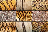tiger and leopard different real patterns