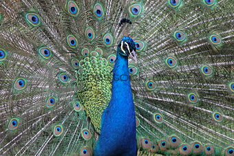 Peacok Male Close Plumage