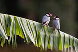 Java Finches