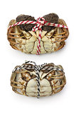 raw shanghai hairy crabs(male and female) ,ventral side