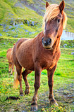 Icelandic pony