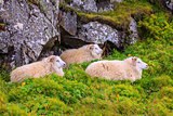 Icelandic sheep