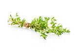 Thyme isolated.
