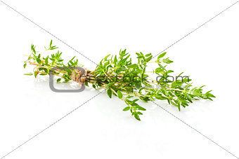 Thyme isolated.