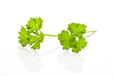 Parsley branch isolated.