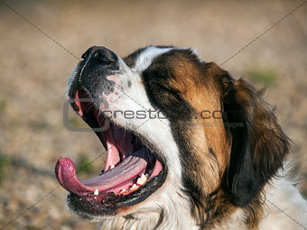 Yawning Saint Bernard