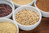 sorghum gluten free grain