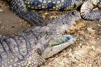 Portrait of a Nile Crocodile