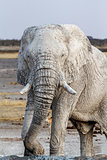 White african elephants on Etosha waterhole