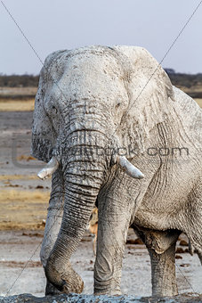 White african elephants on Etosha waterhole