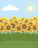 Field of sunflowers 