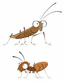 Insects - cockroach and ant