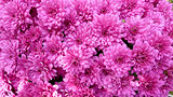 Chrysanthemums