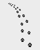trail of dog