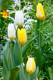 Beautiful white and yellow tulips (close-up).