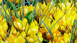 Spring yellow crocuses (macro)