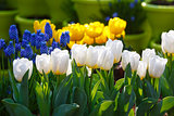 Beautiful white and yellow tulips and blue flowers. 