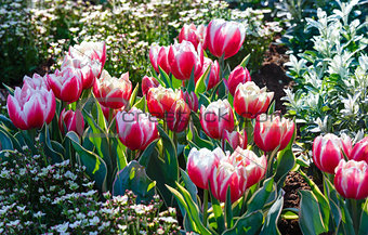 Spring red-white tulips 