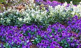 Blue Viola tricolor or heartsease.