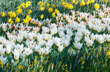 Beautiful white tulips and narcissus close-up.
