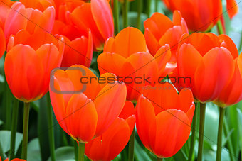 Beautiful red tulips (closeup)