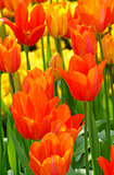 Multicolored tulips in spring park.