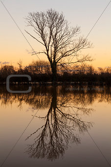 Tree Lake Reflection Sunset or Sunrise