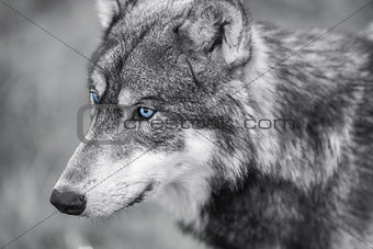 North American Gray Wolf WIth Blue Eyes
