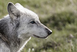 North American Gray Wolf WIth Blue Eyes