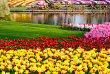 Spring yellow tulips and varicolored hyacinths
