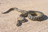 Desert rock python on sandy ground