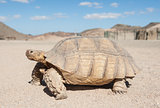 Large tortoise walking in the desert