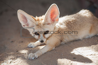 Fennec desert fox lying down