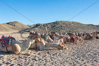 Herd of dromedary camels in the desert