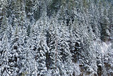 Snow Covered Evergreen Fir Trees during WInter
