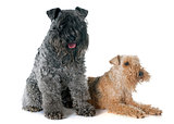 kerry blue  and lakeland terrier