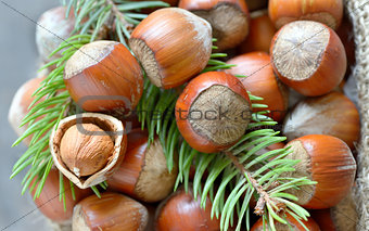 hazelnuts and pine tree twigs