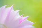Closeup Image of Beautiful Pink Cactus Flower on Green Background