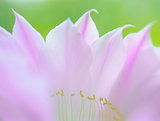 Closeup Image of Beautiful Pink Cactus Flower on Green Background