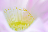 Closeup Image of Beautiful Pink Cactus Flower